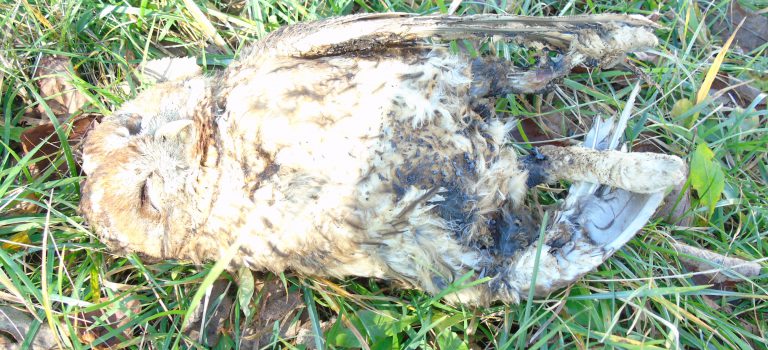 Вчорашнє знеструмлення Гірнянського водозабору спричинила сова